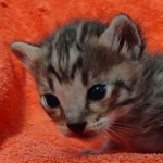 Savannah f-4sbt male DOB 5-2-22