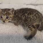 Savannah f-4sbt male DOB 5-2-22