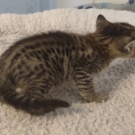 Savannah f-4sbt male DOB 5-2-22