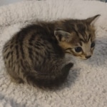 Savannah f-4sbt male DOB 5-2-22