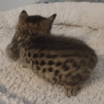 Savannah f-4sbt male DOB 5-2-22