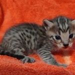 Savannah f-4sbt male DOB 5-2-22