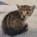 Savannah f-4sbt male DOB 5-2-22