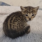 Savannah f-4sbt male DOB 5-2-22