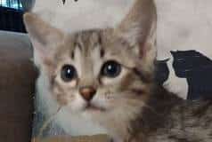 Savannah F-4SBT Female Cool BST DOB 4-11-21