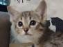 Savannah F-4SBT Female Cool BST DOB 4-11-21