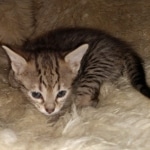 Savannah F-4SBT female DOB 4-11-21