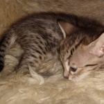 Savannah F-4SBT female DOB 4-11-21