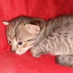 Savannah F-4SBT female DOB 4-11-21