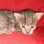 Savannah F-4SBT female DOB 4-11-21