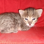 Savannah F-4SBT female DOB 4-11-21