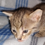 Savannah F-4SBT female DOB 4-11-21