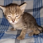 Savannah F-4SBT female DOB 4-11-21