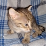 Savannah F-4SBT female DOB 4-11-21