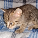 Savannah F-4SBT female DOB 4-11-21