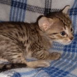 Savannah F-4SBT female DOB 4-11-21