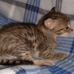 Savannah F-4SBT female DOB 4-11-21