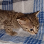 Savannah F-4SBT female DOB 4-11-21