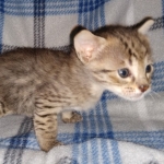 Savannah F-4SBT female DOB 4-11-21