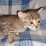 Savannah F-4SBT female DOB 4-11-21