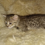 Savannah F-4SBT female DOB 4-11-21