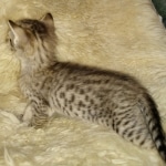 Savannah F-4SBT female DOB 4-11-21