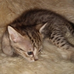 Savannah F-4SBT female DOB 4-11-21