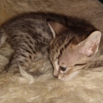 Savannah F-4SBT female DOB 4-11-21