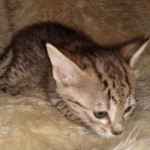 Savannah F-4SBT female DOB 4-11-21