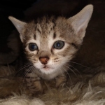 Savannah F-4SBT female DOB 4-11-21