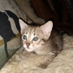 Savannah F-4SBT female DOB 4-11-21