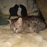 Savannah F-4SBT female DOB 4-11-21