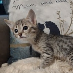 Savannah F-4SBT female DOB 4-11-21