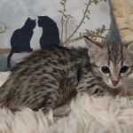 Savannah F-4SBT female DOB 4-11-21