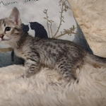 Savannah F-4SBT female DOB 4-11-21