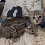 Savannah F-4SBT female DOB 4-11-21