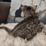 Savannah F-4SBT female DOB 4-11-21