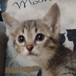 Savannah F-4SBT female DOB 4-11-21