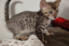 Catra Savannah F-4SBT Female darker DOB 7-8-21