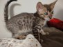 Catra Savannah F-4SBT Female darker DOB 7-8-21