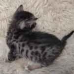 F-4SBT Brown Spotted girl Savannah DOB 7-8-21