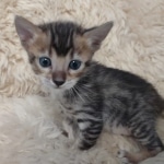 F-4SBT Brown Spotted girl Savannah DOB 7-8-21