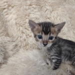 F-4SBT Brown Spotted girl Savannah DOB 7-8-21