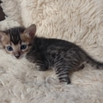 F-4SBT Brown Spotted girl Savannah DOB 7-8-21