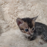 F-4SBT Brown Spotted girl Savannah DOB 7-8-21