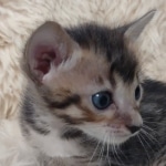 F-4SBT Brown Spotted girl Savannah DOB 7-8-21