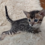 F-4SBT Brown Spotted girl Savannah DOB 7-8-21