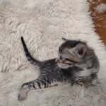 F-4SBT Brown Spotted girl Savannah DOB 7-8-21