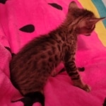 F-4SBT Brown Spotted girl Savannah DOB 7-8-21