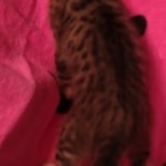 F-4SBT Brown Spotted girl Savannah DOB 7-8-21